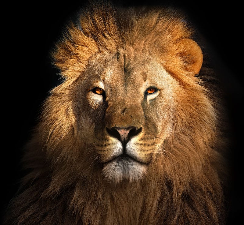 Contact The Cocky Lion