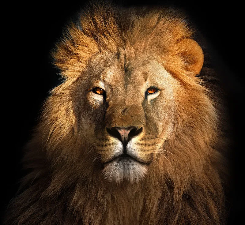 Contact The Cocky Lion