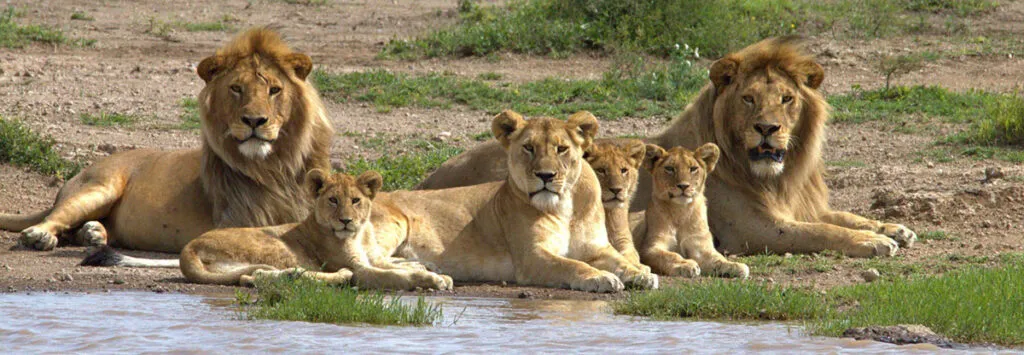 Welcome to the King's Pride