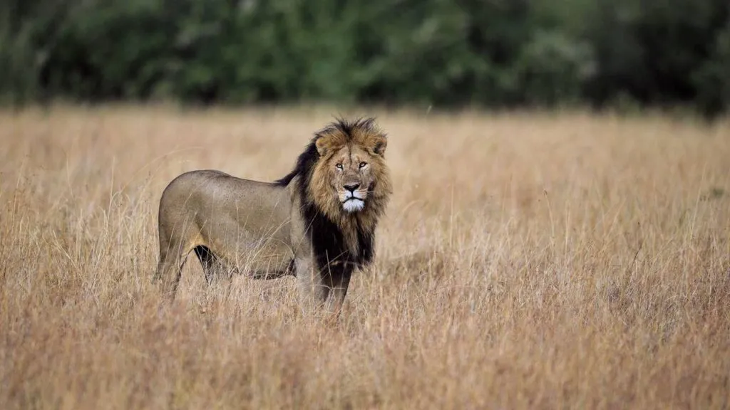 All about The Cocky Lion