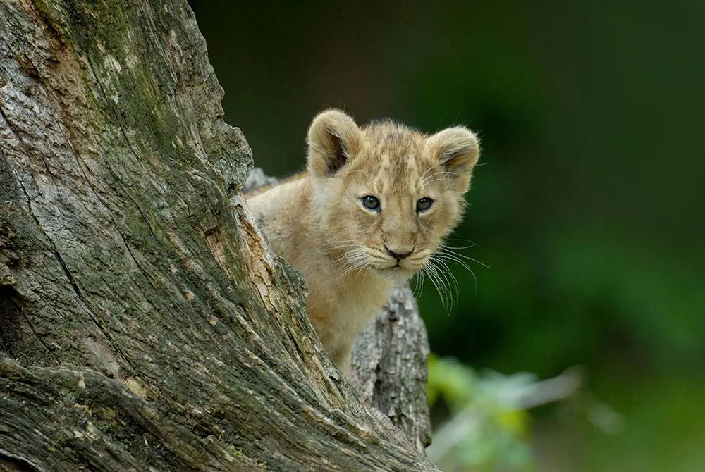 The identity of the boy in this story