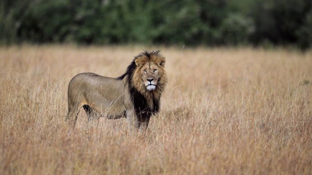 All about The Cocky Lion